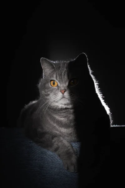 Een Britse Steno Tabby Kat Met Gele Ogen Ligt Rug — Stockfoto