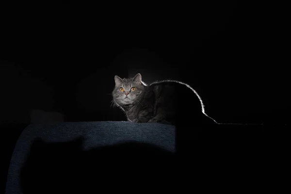 Een Grijze Tabby Kat Zit Een Bank Boven Zijn Schaduw Stockfoto