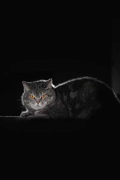 黄色い目の英国のショートヘアの猫は暗い部屋にあります 夜に家の中でペットのバックライトの肖像画 動物は黒い背景の影に隠されています — ストック写真