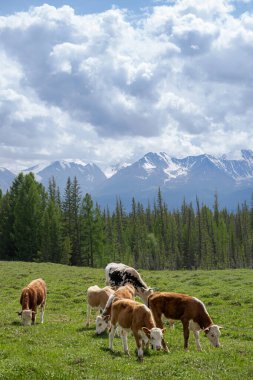 Karlı dağların arka planında otlayan ineklerle dolu güzel bir manzara. Alp çayırları, orman ve bulutlu gökyüzü. Dağlık arazide tarım.