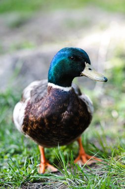 Yaban ördeği Drake çimlerin üzerinde duruyor. Çok renkli tüylü bir su kuşunun portresi. Vahşi yaşam, kuş izleme, kuş bilimi konsepti..