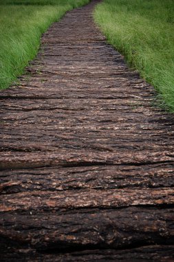 Uzun bataklık otlarının arasında ahşap eko-patika. Yağmurdan sonra eski kaba tahtalar ve yeşilliklerle döşenmiş bir manzara. Ekoloji, seyahat, doğanın güzelliği veya temiz hava kavramı.