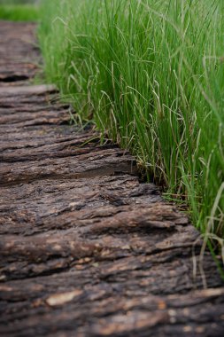 Uzun bataklık çimlerinin arasında tahta tahta kaldırımlı doğal bir arka plan. Yağmurdan sonra eski kaba tahtalar ve yeşilliklerle döşenmiş bir manzara. Ekoloji, seyahat, doğanın güzelliği veya temiz hava kavramı.