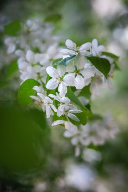 Çiçek açmış elma ağaçlarıyla güzel doğal bir arka plan. Bulanık bir efektle yaprakların arasında beyaz çiçekler. Bahar çiçekli ağaçlar, kış üstüne kış, ılık güneşli gün, şefkat kavramı..