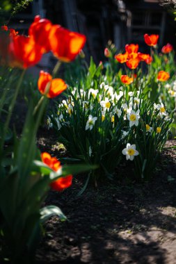 Sebze bahçesinde parlak kırmızı laleler (Tlipa) ve beyaz nergisler (Narcissus). Çiçeklerin açması, bahçecilik, kır hayatı, ekin ve bitkilerin bakımı.