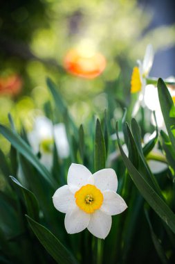 Beyaz nergis çiçeği (Narcissus) yeşil yapraklardan oluşan arka planda güzel bir bokeh ile. Bahar çiçekleri açar, yaz mevsimi, şefkat, doğa konseptinin güzelliği..