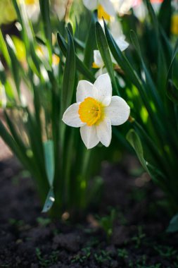 Beyaz nergis çiçeği (Narcissus) yeşil yapraklardan oluşan arka planda güzel bir bokeh ile. Bahar çiçekleri açar, yaz mevsimi, şefkat, doğa konseptinin güzelliği..