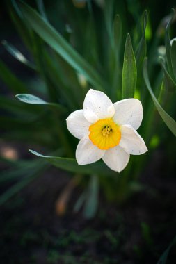 Beyaz nergis çiçeği (Narcissus) yeşil yapraklardan oluşan arka planda güzel bir bokeh ile. Bahar çiçekleri açar, yaz mevsimi, şefkat, doğa konseptinin güzelliği..