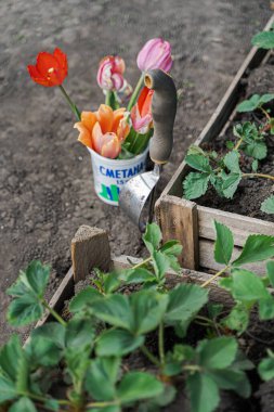 Çilek fideleri tahta kutularda, bahçe aletlerinin yanında, yataklara nakil için hazırlar ve bir kavanozda lale keserler. Bahar, bitkileri büyütmek ve yetiştirmek, yabani otlar, ekinler, bahçeler..