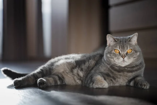 Britische Kurzhaar Tabby Katze Mit Gelben Augen Liegt Boden Porträt — Stockfoto