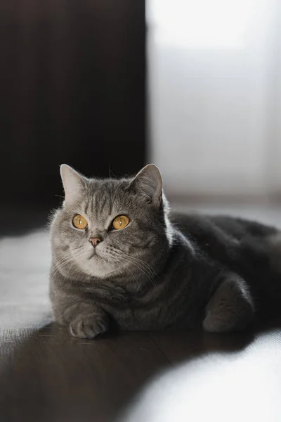 Británico Taquigrafía Tabby Gato Con Amarillo Ojos Encuentra Suelo Frente —  Fotos de Stock