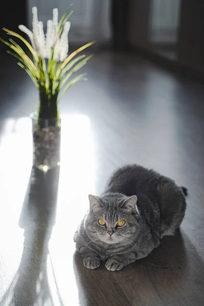 Británico Taquigrafía Tabby Gato Sienta Suelo Lado Una Flor Jarrón — Foto de Stock