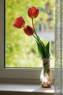 Vazodaki kırmızı laleler pencere pervazında duruyor ve arka planda güzel bir bokeh var. Pencerenin dışında güneşli bir bahar günü. Rahat bir ev mi yoksa tebrik konsepti mi?.