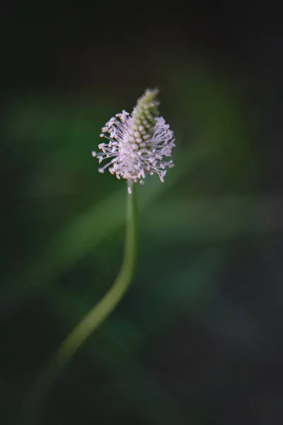 Hassas Kır Çiçekleri Otlarla Bulanık Bir Arka Plan Yeşil Sapların — Stok fotoğraf