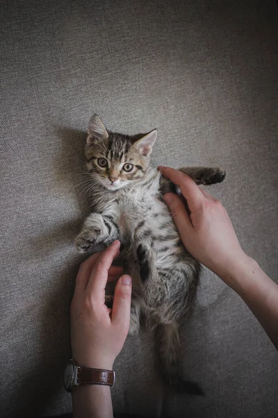 Liten Tabby Kattunge Mänskliga Händer Leka Med Ett Husdjur Mysigt — Stockfoto