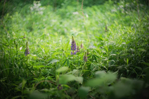 Wildflowers Skraju Lasu Słońcu Cieniach Naturalne Tło Bujnych Zielonych Liści — Zdjęcie stockowe