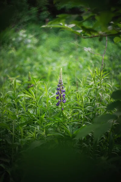 Wildblumen Waldrand Sonne Und Schatten Natürlicher Hintergrund Aus Sattgrünem Laub — Stockfoto