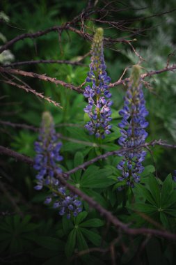 Ormandaki kır çiçekleri güneş ışığı ve gölgelerle çevrili. Bokeh efektli yemyeşil yaprakların doğal arka planı. Bahar çiçeği, yaz, ılık mevsim, güzel doğa konsepti..