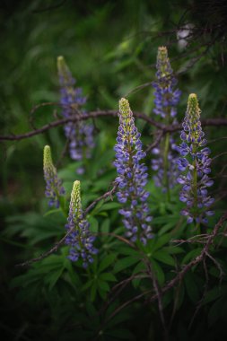 Ormandaki kır çiçekleri güneş ışığı ve gölgelerle çevrili. Bokeh efektli yemyeşil yaprakların doğal arka planı. Bahar çiçeği, yaz, ılık mevsim, güzel doğa konsepti..