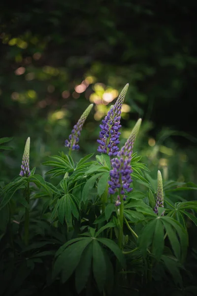 Wildbloemen Aan Bosrand Zonlicht Schaduwen Natuurlijke Achtergrond Van Weelderig Groen — Stockfoto