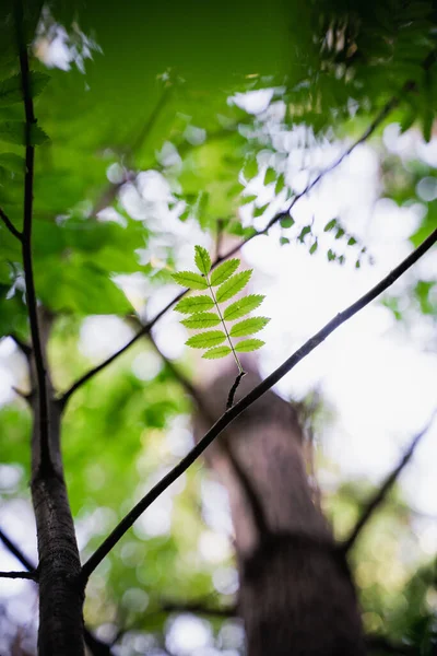 Natuurlijke Achtergrond Van Bladeren Takken Van Een Rowan Boom Met — Stockfoto