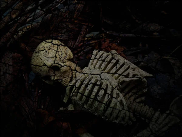 Crânio Esqueleto Fundo Escuro — Fotografia de Stock