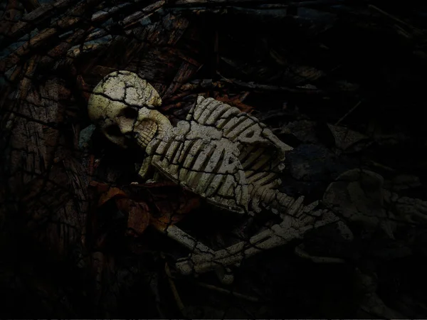 頭蓋骨と骨格が暗い背景で — ストック写真