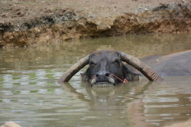 Suda bufalo, yüksek açı manzaralı.
