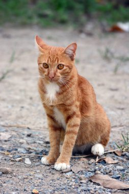 Kırmızı ve beyaz kedi sokakta