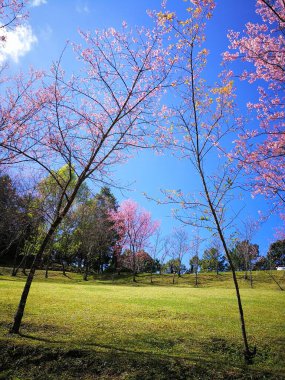 İlkbaharda kiraz çiçeği