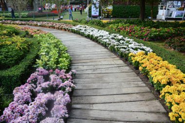 Bahçedeki güzel çiçekler