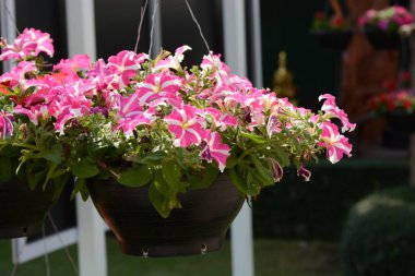 Bahçedeki kırmızı çiçekler