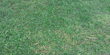 yeşil çimen dokusu arkaplanı