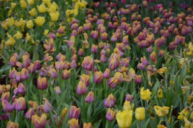 Bahçedeki küçük sarı laleler