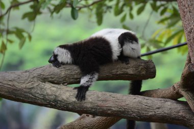 siyah ve beyaz maymun ağaç dalında oturuyor