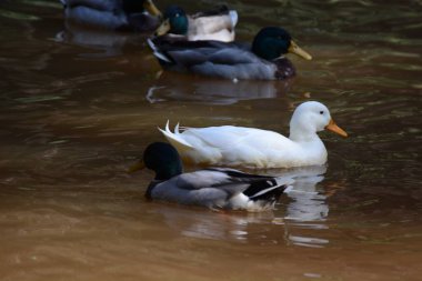 Parktaki göldeki ördekler