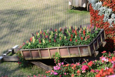 Bahçedeki çiçekler