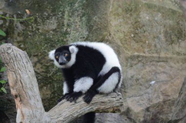 siyah ve beyaz maymun ağaç dalında oturuyor