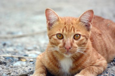 Kırmızı ve beyaz kedi sokakta