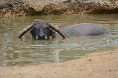 Suda bufalo, yüksek açı manzaralı.