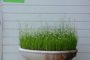 Ahşap bir arka planda tencerede yeşil çimen