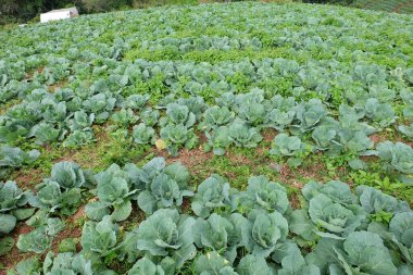 Bahçede büyüyen yeşil lahana