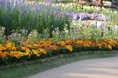 Bahçedeki güzel çiçekler