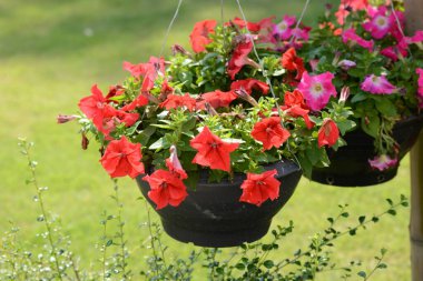 Bahçedeki kırmızı çiçekler