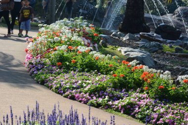 Bahçedeki güzel çiçekler