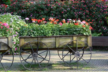 Bahçedeki çiçekler