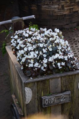 Bahçedeki güzel küçük renkli çiçekler