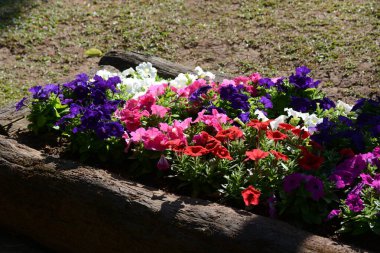 Bahçedeki çiçekler