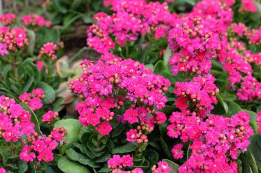 Bahçede güzel çiçekler yetişiyor.