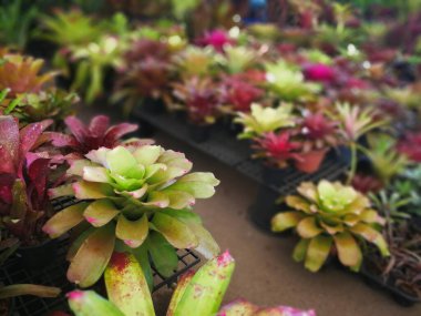 Satılık güzel sulu bitkiler.